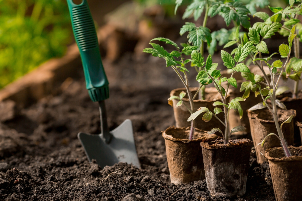 Planting and Garden Beds